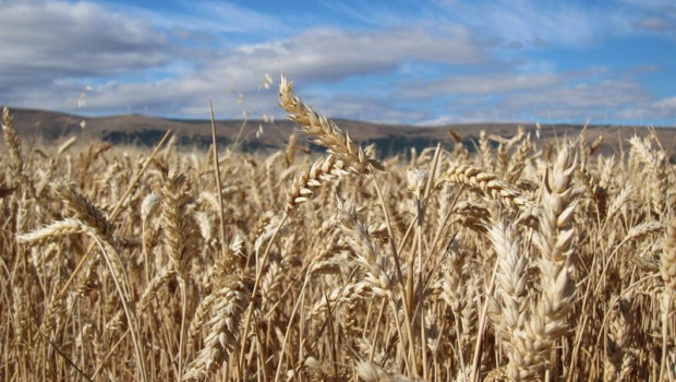 ep archivo   cereales campo cultivo verano cosecha