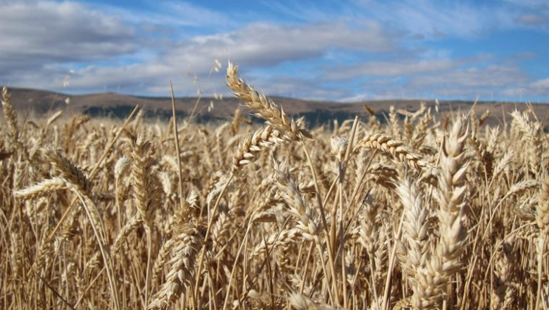 ep archivo cereales campo cultivo verano cosecha ep archivo cereales campo cultivo verano cosecha