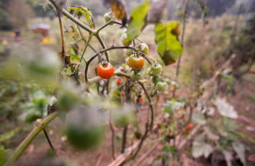 ep archivo   tomates a 21 de septiembre de 2024 en lugo galicia espana