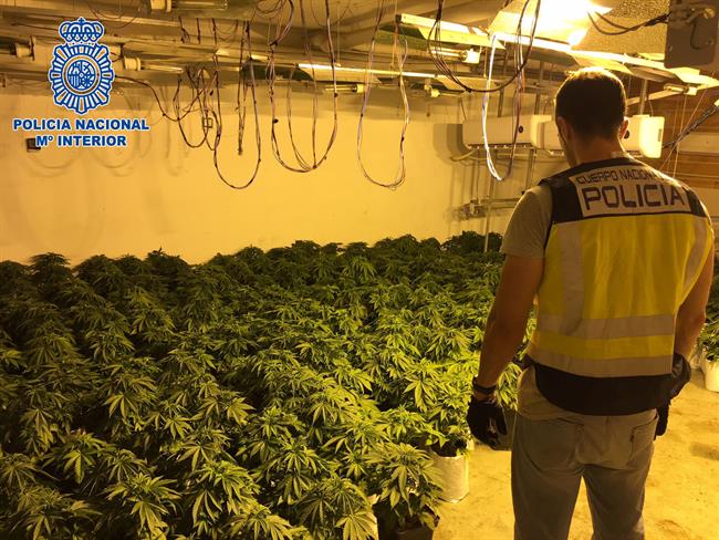 Cultivo de marihuana desmantelado en una vivienda de El Ejido | CNP ep cultivomarihuana desmanteladouna viviendaejido