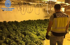 ep cultivomarihuana desmanteladouna viviendaejido