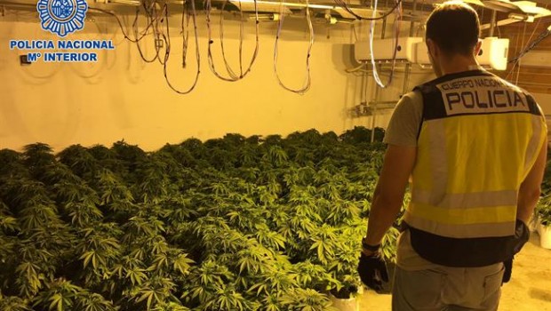 ep cultivomarihuana desmanteladouna viviendaejido