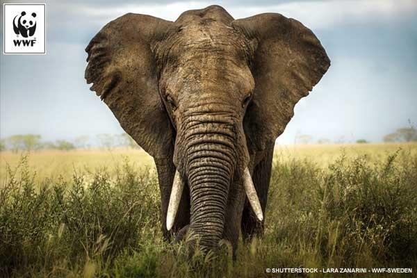 Elefante en la sabana | WWF ep elefantela sabana