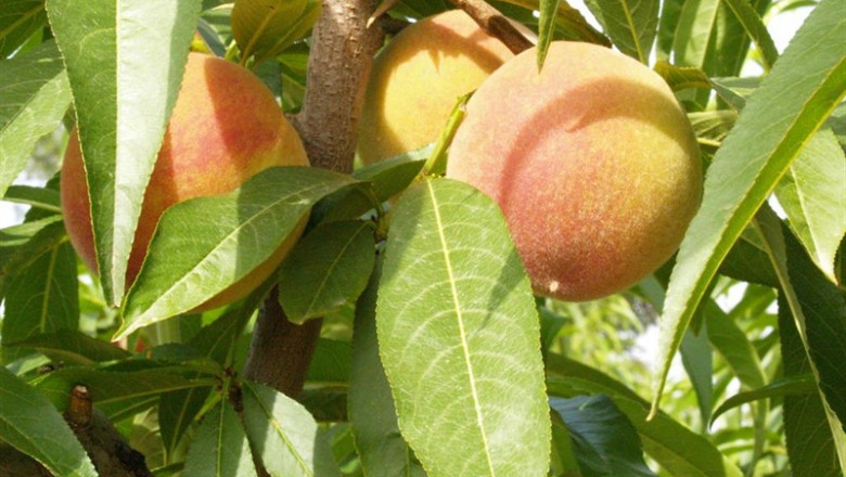 ep fruta 20190717134504