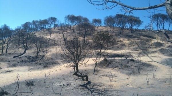 Incendio en Doñana ha afectado a zonas de alto valor ecológico | SEO/BIRDLIFE ep incendiodonanaafectadozonasaltoecologico