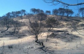 ep incendiodonanaafectadozonasaltoecologico
