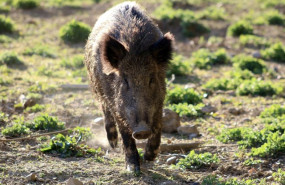 ep jabali 20251206144404