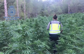 ep la policia nacional desmantela la mayor plantacion de marihuana localizada hasta la fecha en