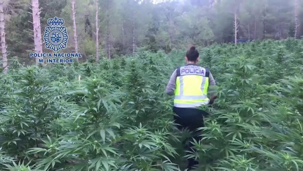 ep la policia nacional desmantela la mayor plantacion de marihuana localizada hasta la fecha en