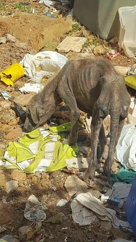 Rescatados una veintena de perros enfermos en una parcela insalubre | EUROPA PRESS/ AYUNTAMIENTO DE ALCALÁ DE GUADAIRA ep rescatadosveintenaperros enfermosuna parcela insalubre