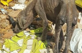 ep rescatadosveintenaperros enfermosuna parcela insalubre