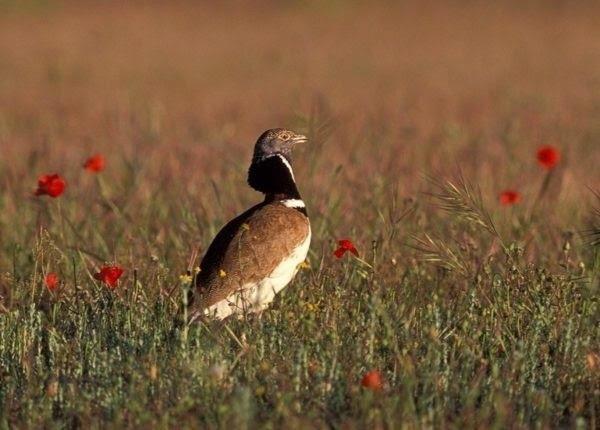 Sisón común macho en una pradera esteparia | SEO/BIRDLIFE ep sison comun machouna pradera esteparia