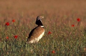ep sison comun machouna pradera esteparia