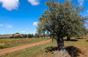 ep un olivo en las inmediaciones de la localidad de campo real al sureste de madrid