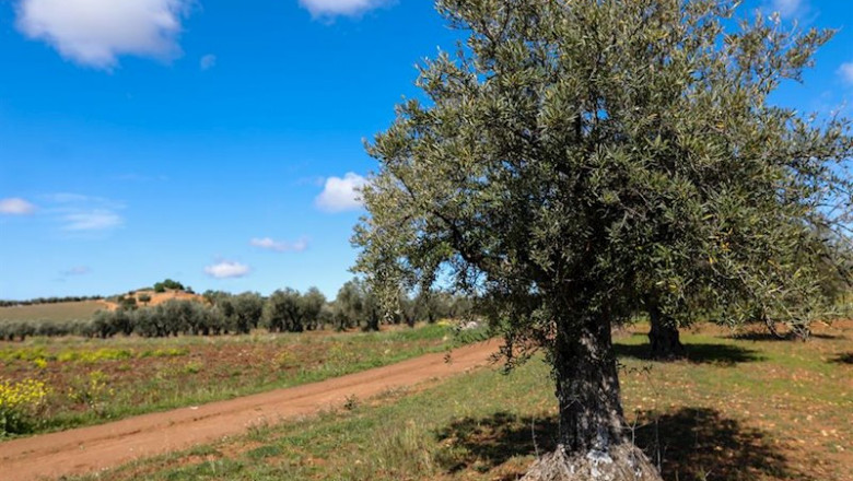 Un olivo en las inmediaciones de la localidad de Campo Real, al sureste de Madrid. | Jesús Hellín - Europa Press ep un olivo en las inmediaciones de la localidad de campo real al sureste de madrid