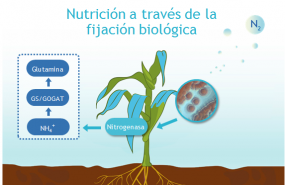 1580821406 infograf a symborg