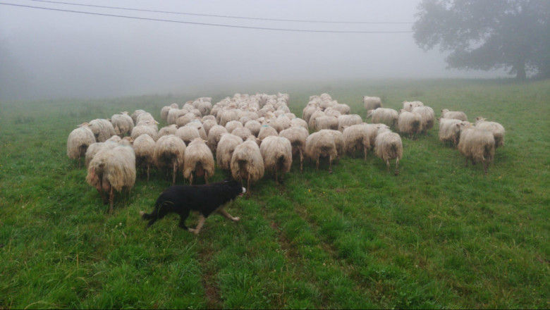 1623057872 comunicae 