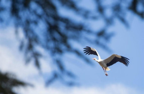 ep archivo imagen de archivo de una ciguena ep archivo imagen de archivo de una ciguena