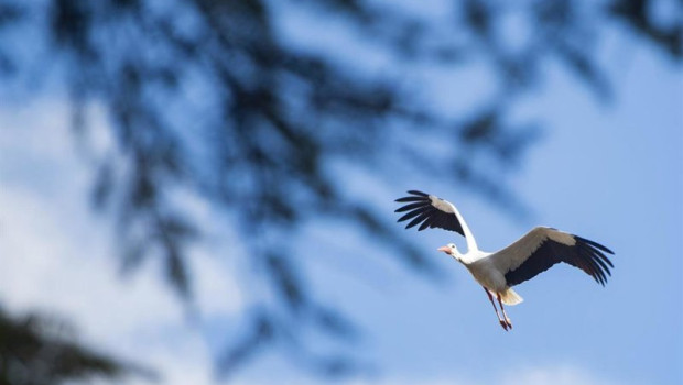 ep archivo imagen de archivo de una ciguena ep archivo imagen de archivo de una ciguena