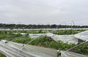 ep danos en un campo de frutos rojos de huelva