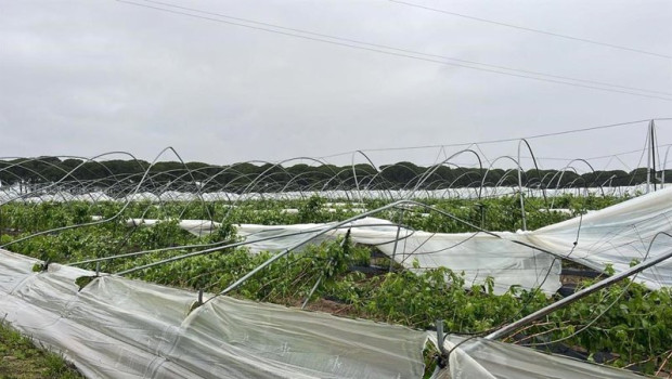 ep danos en un campo de frutos rojos de huelva