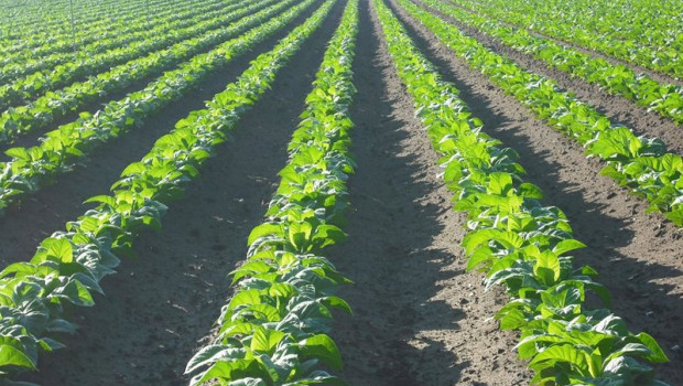 ep tabaco en el norte de extremadura