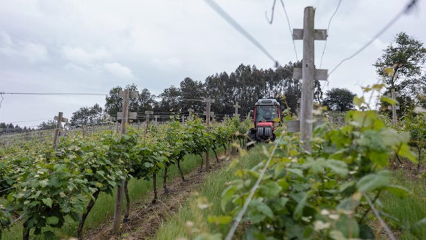 ep un trabajador montado en un tractor trabaja en los vinedos de la empresa txakoli txabarri
