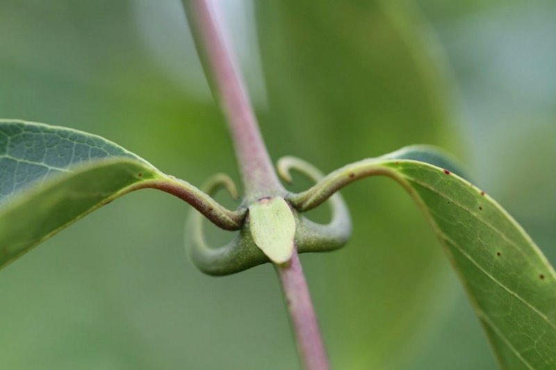 ep uncaria guianensis tambien conocida como una de gato