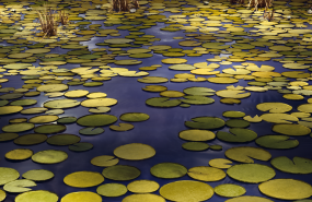 1641988919 pond200x400