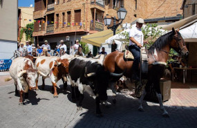 ep archivo   un rebano trashumante bovino durante la fiesta de la fiesta de la trashumancia a 4 de