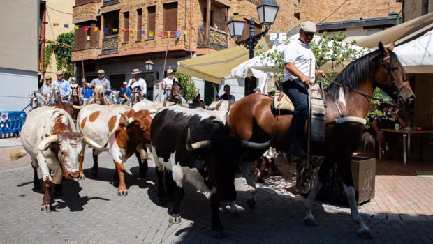 ep archivo   un rebano trashumante bovino durante la fiesta de la fiesta de la trashumancia a 4 de