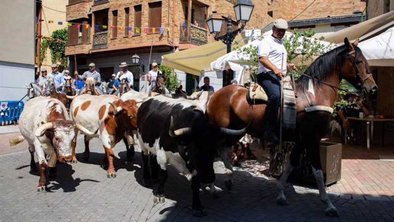 Archivo - Un rebaño trashumante bovino durante la Fiesta de la Fiesta de la Trashumancia, a 4 de agosto de 2024, en Manzanares El Real, Madrid (España). | Rafael Bastante - Europa Press - Archivo ep archivo un rebano trashumante bovino durante la fiesta de la fiesta de la trashumancia a 4 de