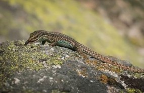 ep ejemplarlagartija carpetana iberolacerta cyreni comiendo