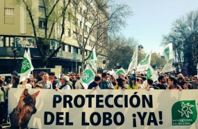 ep manifestacionfavorlobo iberico