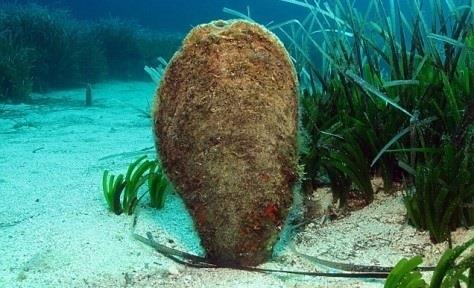 ep nacra un moluscosituacion vulnerablemediterraneo