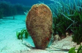ep nacra un moluscosituacion vulnerablemediterraneo