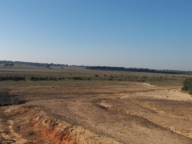 Reserva natural de la Dehesa de Abajo, cerca de Doñana, en sequía | EUROPA PRESS ep reserva naturalla dehesaabajo cercadonana en sequia