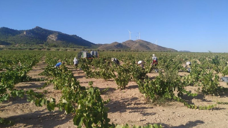 Un momento de la vendimia 2020 | DOP JUMILLA - Archivo ep un momento de la vendimia 2020