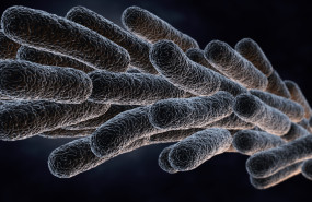 legionella pneumophila bacteria 2023 11 27 04 52 31 utc 1 2 