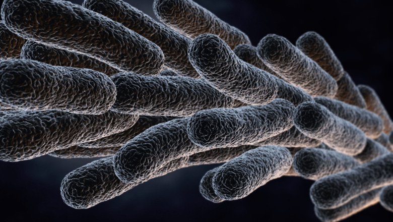 legionella pneumophila bacteria 2023 11 27 04 52 31 utc 1 2 