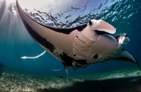 pura vida diving 20250721150248 