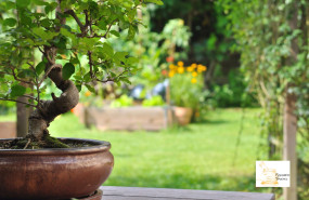 1598866742 raimundo maceta bonsai barro 1598866742 raimundo maceta bonsai barro