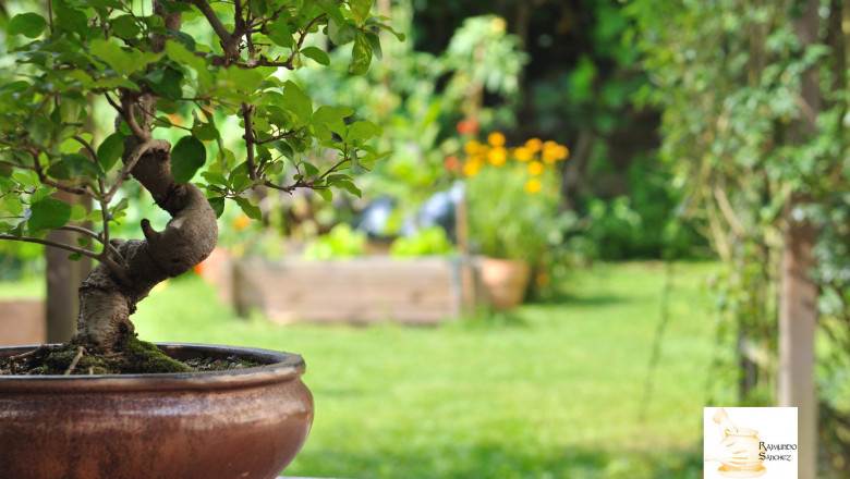 1598866742 raimundo maceta bonsai barro