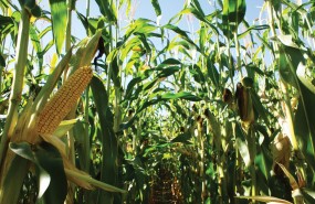 corn, field, farm corn, field, farm