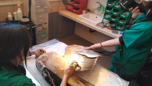 ep aguila imperial iberica herida hospital grefa