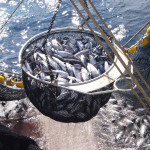 ep archivo   atun de pesca responsable
