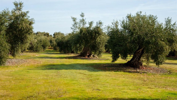ep archivo   imagen de archivo de campos de olivos en las sierras andaluzas