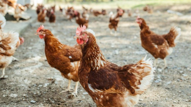 ep archivo los huevos que se anuncian de gallinas criadas al aire libre no cumplen estas ep archivo los huevos que se anuncian de gallinas criadas al aire libre no cumplen estas