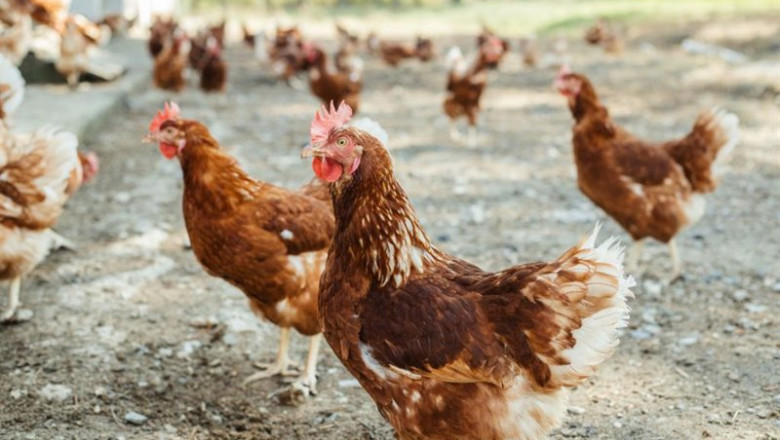Archivo - Los huevos que se anuncian de gallinas criadas al aire libre no cumplen estas condiciones, según OCU. | JCCM - Archivo ep archivo los huevos que se anuncian de gallinas criadas al aire libre no cumplen estas