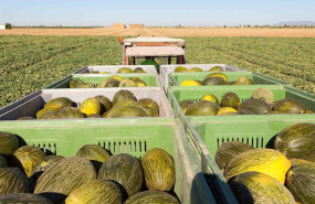 ep archivo   mesa de precios calcula que este ano se sembrara un 5 menos de melon y un 10 mas de
